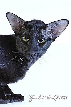 Fuji Rubboko Shegumy Neko