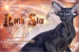 NORTH STAR