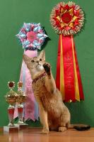 Cherry Golden Grace абиссинская кошка дикого окраса (0.1 ABY n)