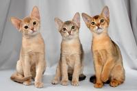 Котята от Cherry Golden Grace (0.1 ABY n) и LOUP BLANC HANZO HATTORI (1.0 ABY n)